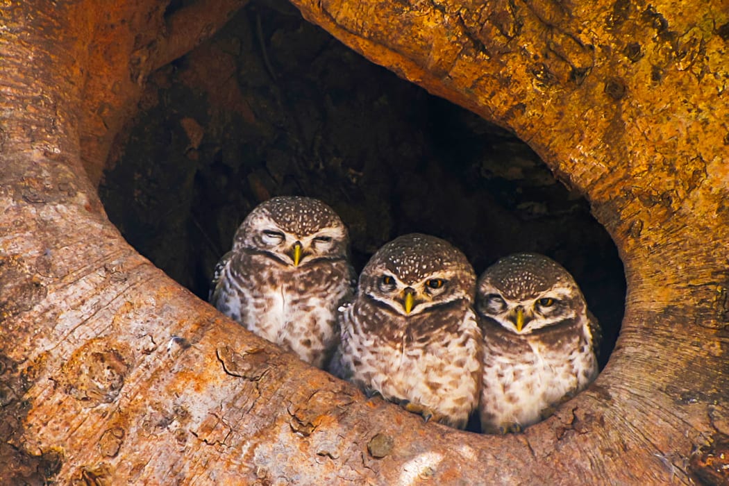 Enjoy Central India's Tiger Parks at a leisurely pace (Bandhavgarh National Park) DT 124254855