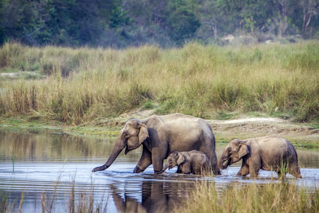Jungle Safari in Nepal (Bardia National Park) DT 73666665