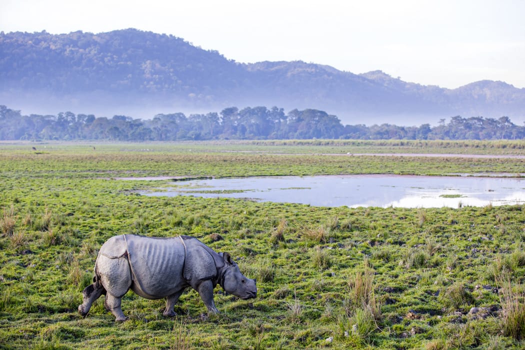 Search for One-horned rhino in Kaziranga National Park India DT 47054450