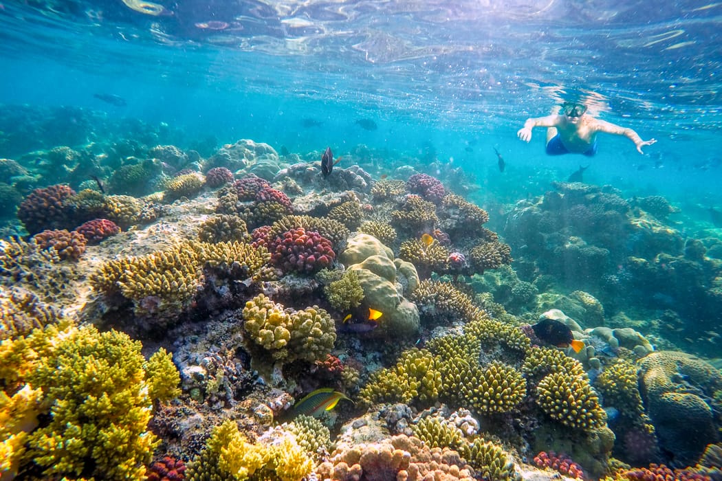 Snorkelling in the Red Sea DT 74481581