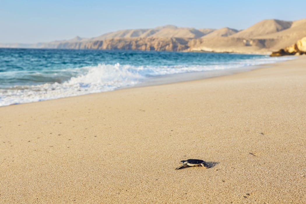 Turtle watching in Oman (Ras al-Jinz Turtle Reserve) DT 133484146