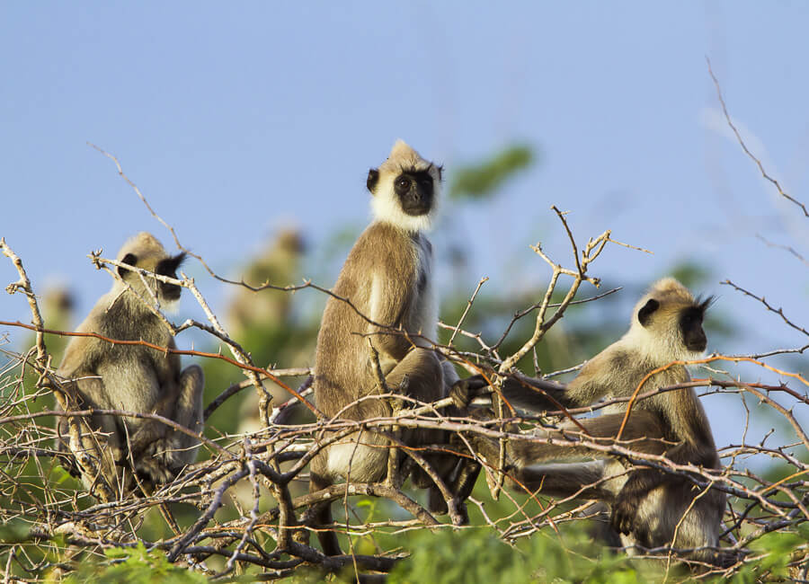 Bundala National Park (Tufted gray langur) Sri Lanka DT 61012081