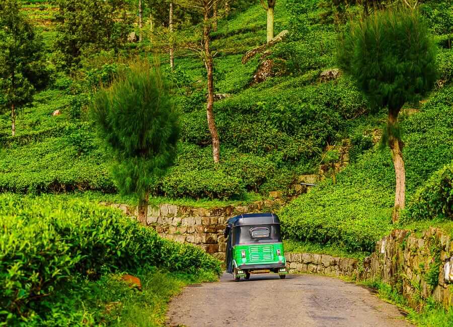 Haputale (Tea Plantation. Tuk-tuk. Auto Rickshaw) Sri Lanka DT 140895546