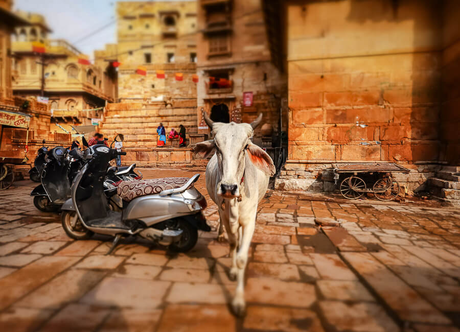 Jaisalmer (Jaisalmer Fort. cow) India DT 168543670