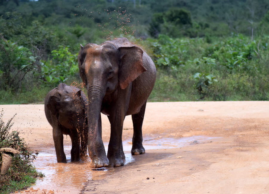 Uda Walawe National Park (elephants) Sri Lanka DT 92800193
