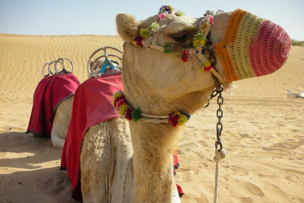 Unmissable sights in UAE - Camel Beauty Pageant in Abu Dhabi DT 8293729