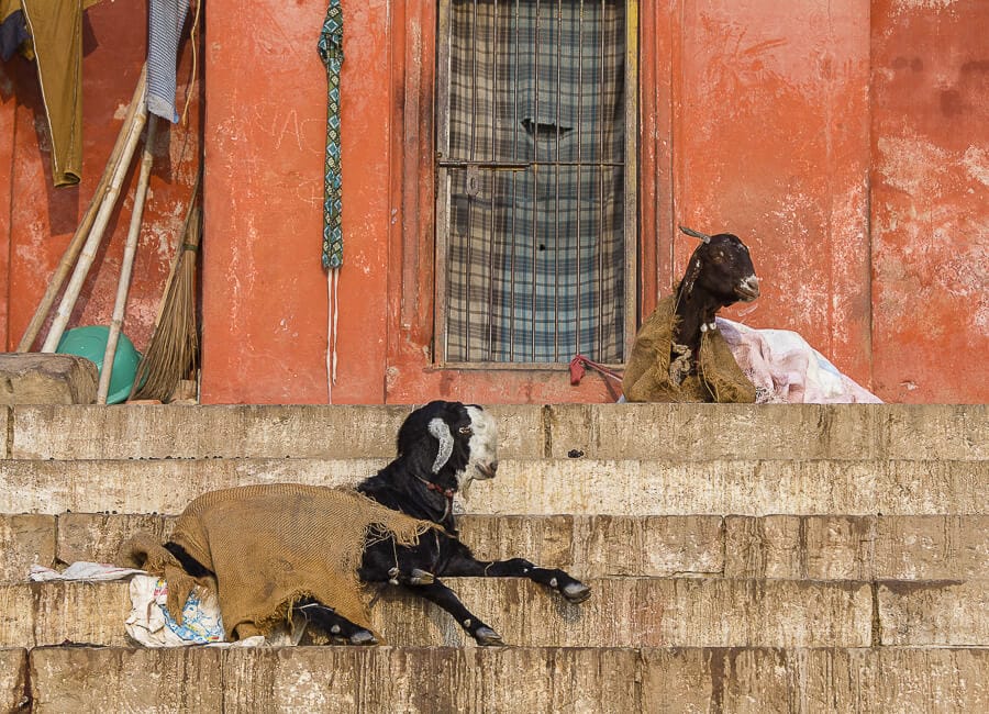 Varanasi (Assi Ghat) India DT 95619270