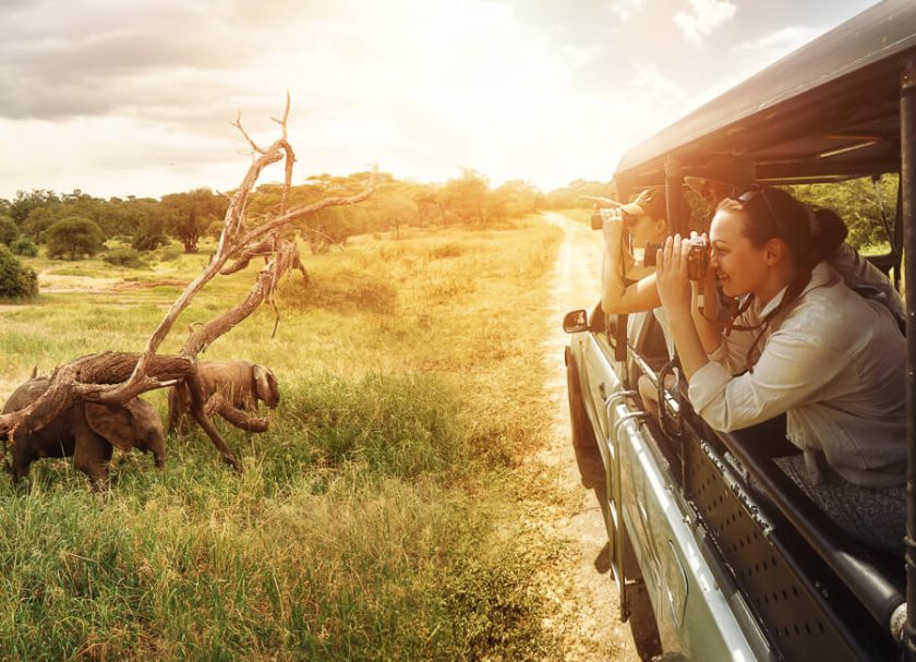 a. general (wildlife elephants. national park) Sri Lanka DT 170817649