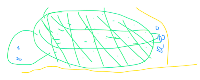 Turtles in Oman sketch by Divya Kandasamy