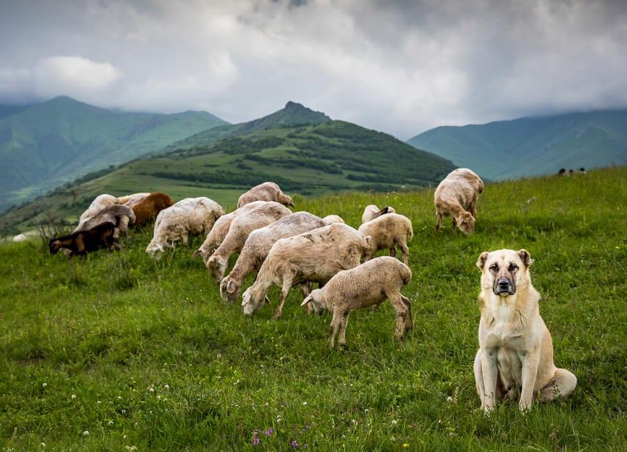 a. general Armenia sheep and sheepdog Armenia DT 118089394