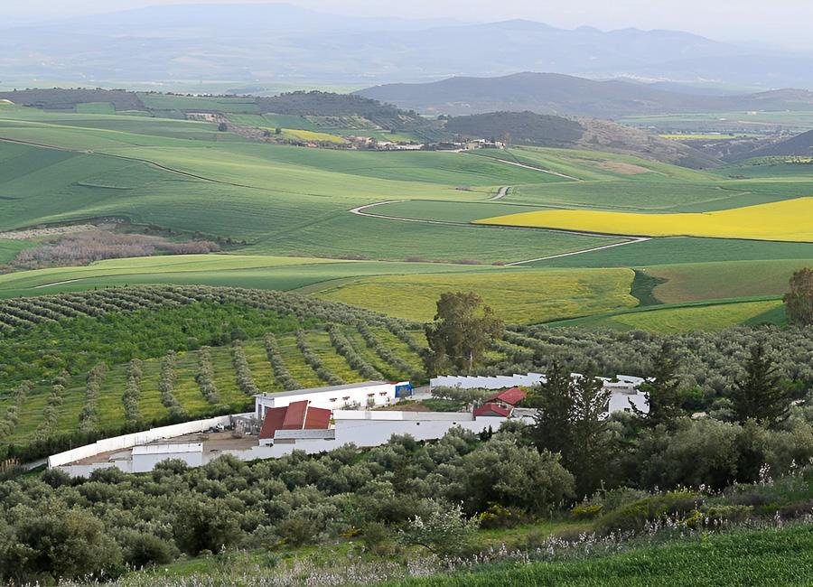 Ben Ismail Estate Majaz Al Bab Tunisia © Ben Ismail Estate