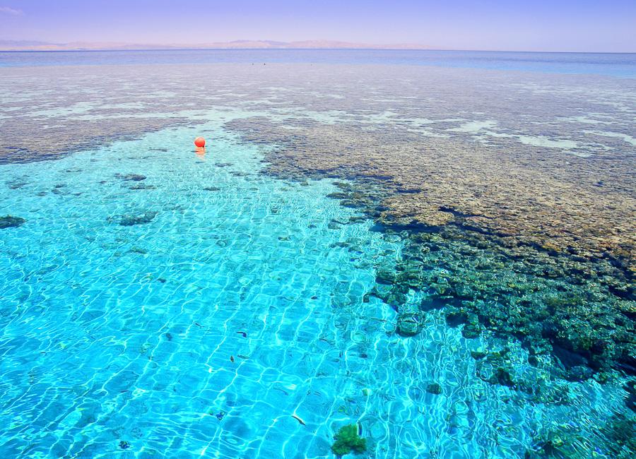 Aqaba (Red Sea. coral reef) Jordan DT 10402377