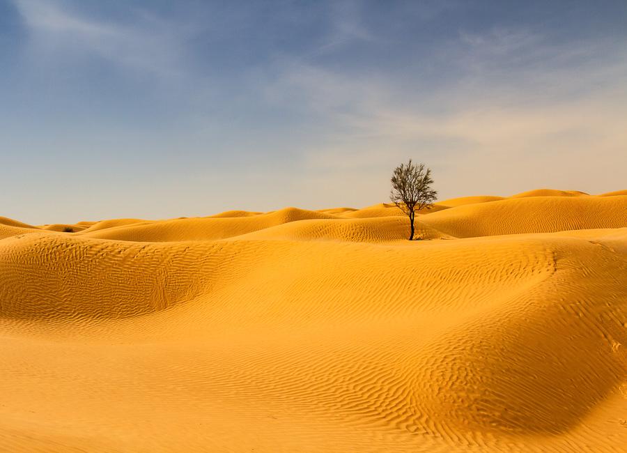 Douz (Grand Erg Oriental. Sahara Desert) Tunisia DT 389754955