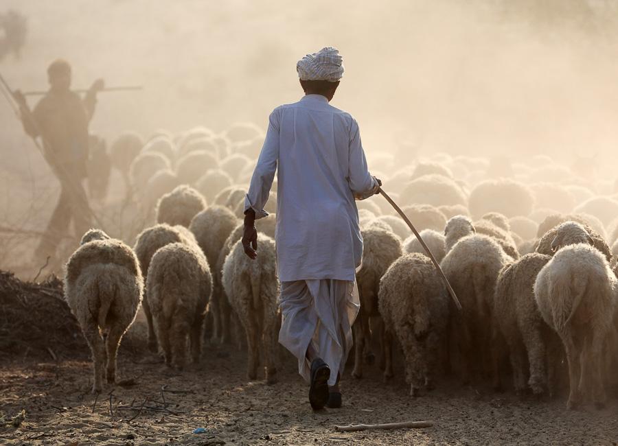 Jaisalmer (Thar Desert. Shepard. sheep) India DT 67478256