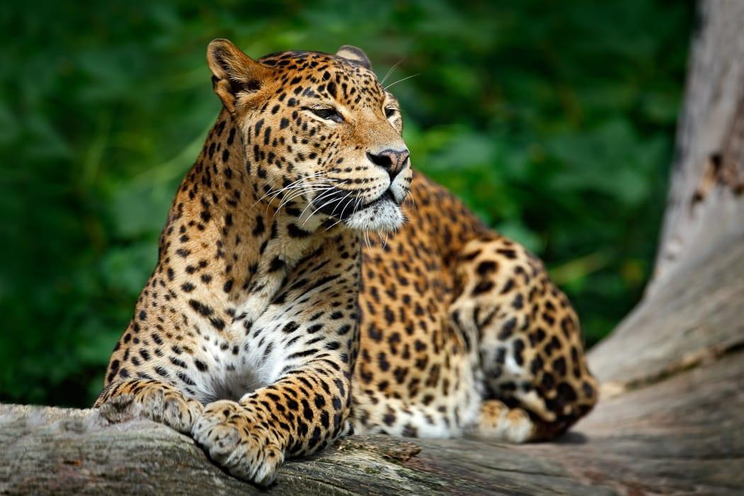 Look for leopards - Unmissable experience in Sri Lanka - Yala National Park DT 67952131