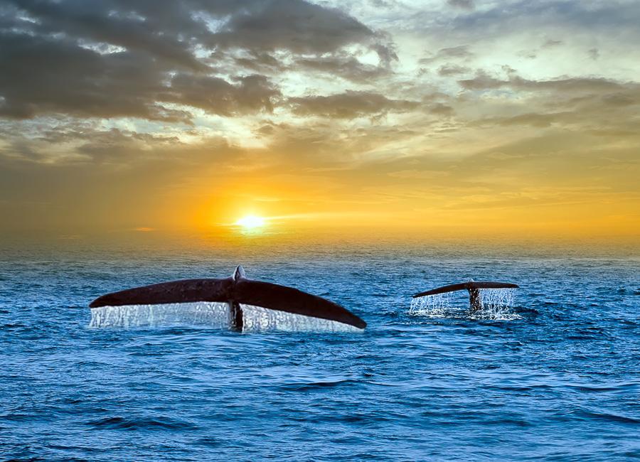 Mirissa (Whale watching) Sri Lanka DT 173040152