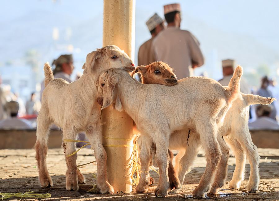 Nizwa (Friday Livestock Market) Oman DT 188344810