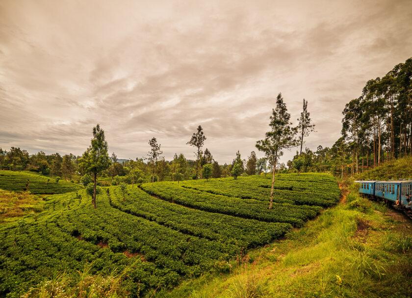 Nuwara Eliya (tea plantation. train) Sri Lanka DT 83777342