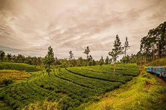 Nuwara Eliya (tea plantation. train) Sri Lanka DT 83777342