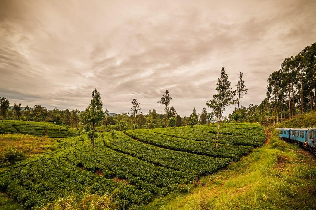 Take a scenic train journey - Unmissable experience in Sri Lanka DT 83777342