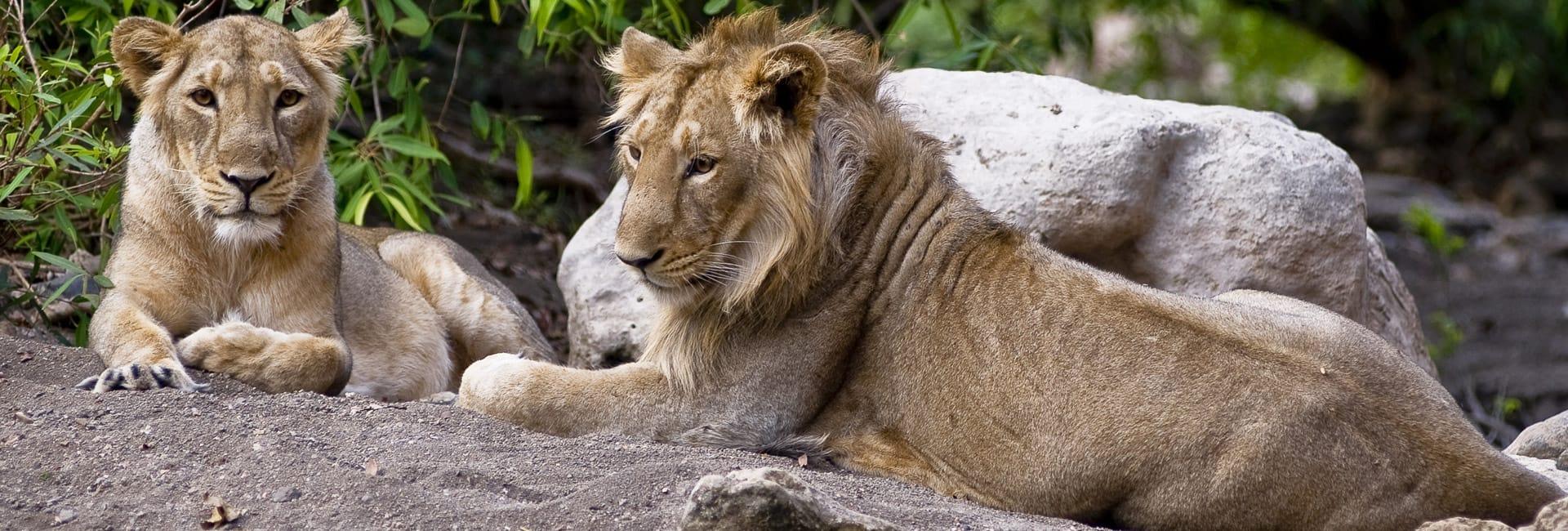 Tours in Gujarat (Sasan Gir National Park) DT 25185915