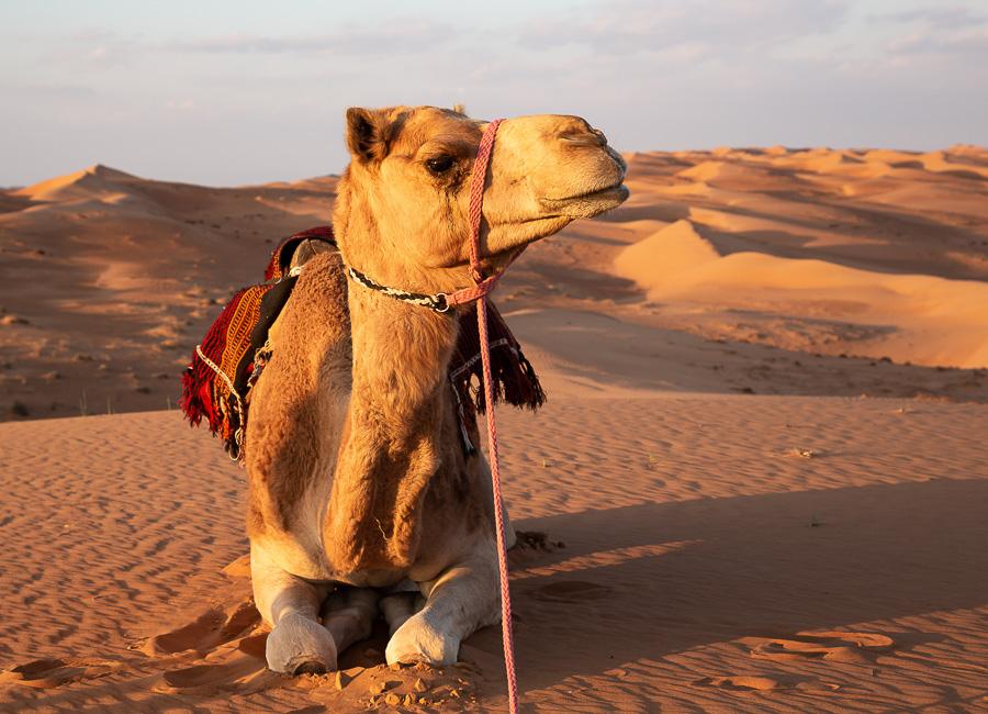 Wahiba Sands Oman DT 185051269