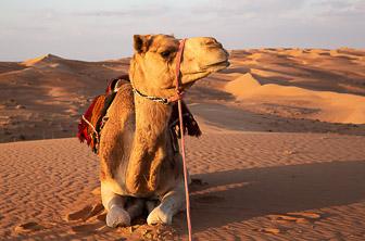 Wahiba Sands Oman DT 185051269