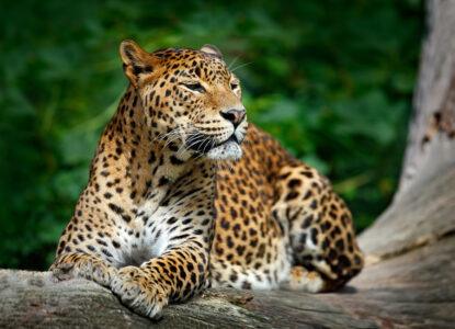 Yala National Park (Leopard) Sri Lanka DT 67952131