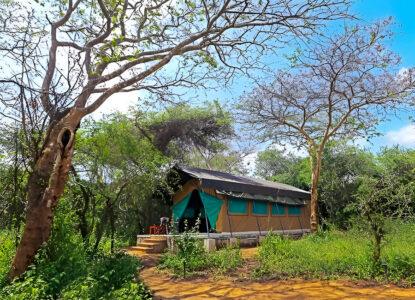 Wilpattu Safari Camp Sri Lanka | The Ultimate Luxury Sri Lanka Itinerary
