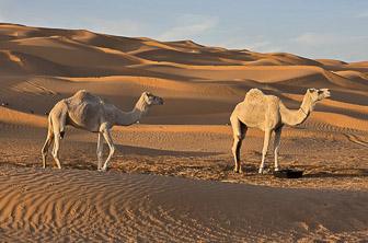 Tembaine Sahara Desert Tunisia © Hugh Fraser 4
